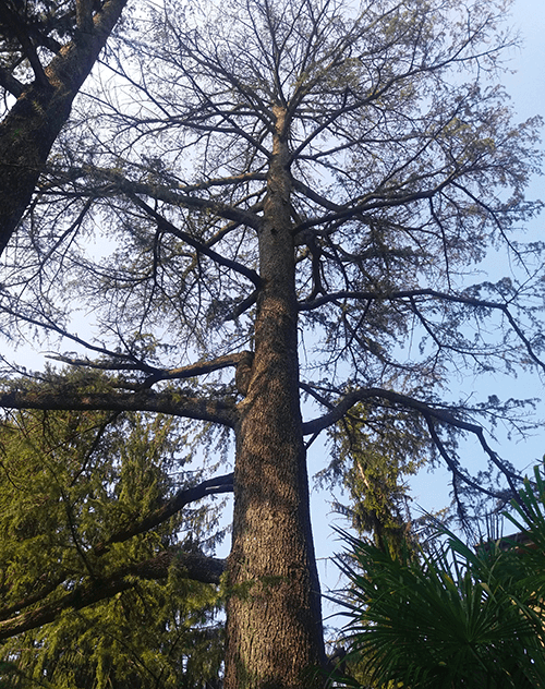 Marciume radicale fibroso